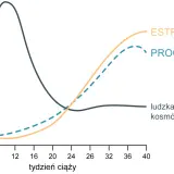 Wykres pokazuje zmiany stężenia hormonów w ciąży. Progesteron, estrogeny i hCG zmieniają się w czasie.