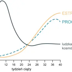 Wykres pokazuje zmiany stężenia hormonów w ciąży. Progesteron, estrogeny i hCG zmieniają się w czasie.