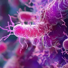 Mikroskopijny obraz bakterii Listeria monocytogenes, czynnika wywołującego listeriozę. Mają pałeczkowaty kształt i liczne wici.