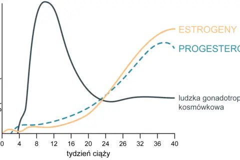 Wykres pokazuje zmiany stężenia hormonów w ciąży. Progesteron, estrogeny i hCG zmieniają się w czasie.
