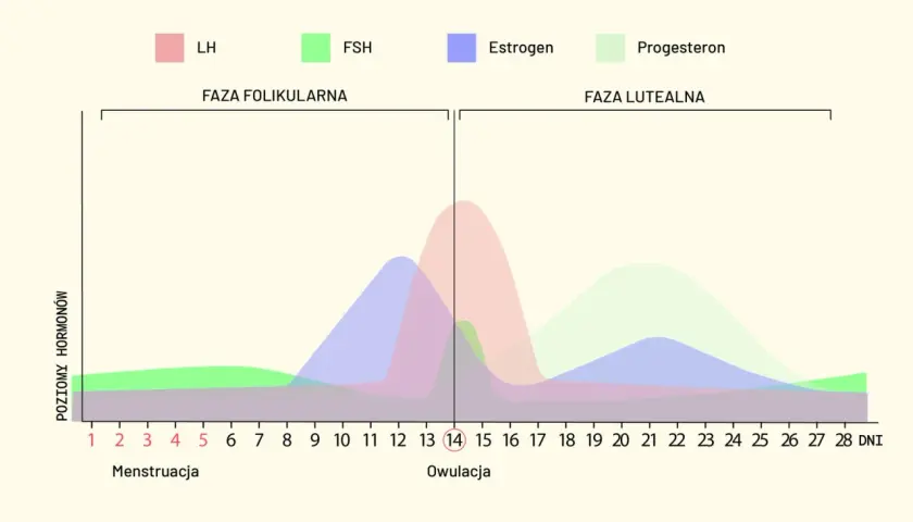 Wykres pokazuje cykl hormonalny kobiety, od menstruacji do owulacji i fazy lutealnej. Okres trwa zazwyczaj 28 dni.