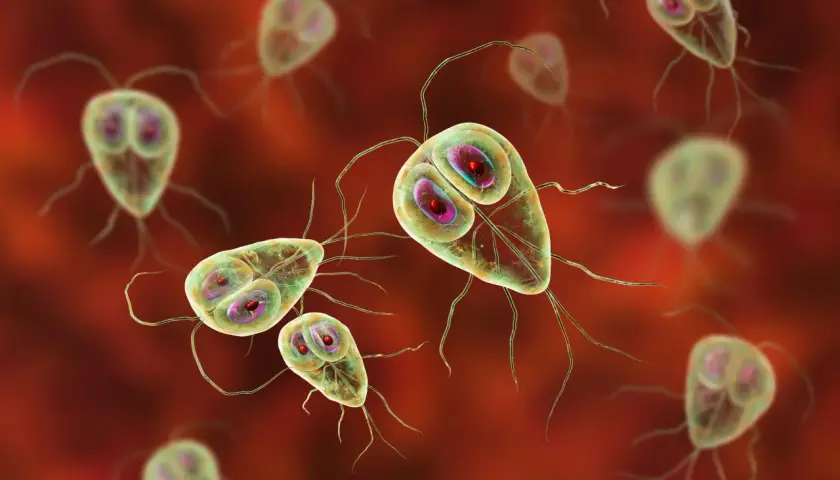 Widok mikroskopowy pasożytów Giardia lamblia. Te jednokomórkowe organizmy, przypominające małe, owłosione duszki, mogą powodować problemy żołądkowe.