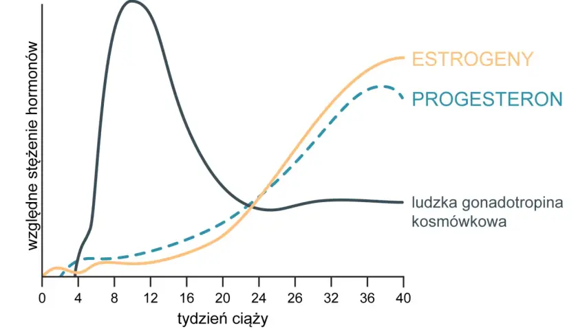 Wykres pokazuje zmiany stężenia hormonów w ciąży. Progesteron, estrogeny i hCG zmieniają się w czasie.