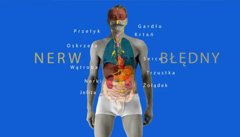 Anatomia człowieka z zaznaczonymi organami i przebiegiem nerwu błędnego.