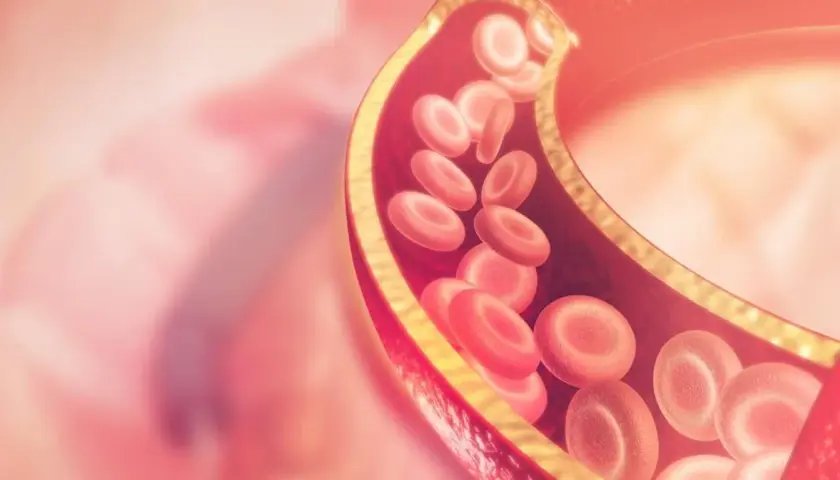 Przekrój naczynia krwionośnego z czerwonymi krwinkami. Wysoki poziom lipoproteiny może wpływać na przepływ.
