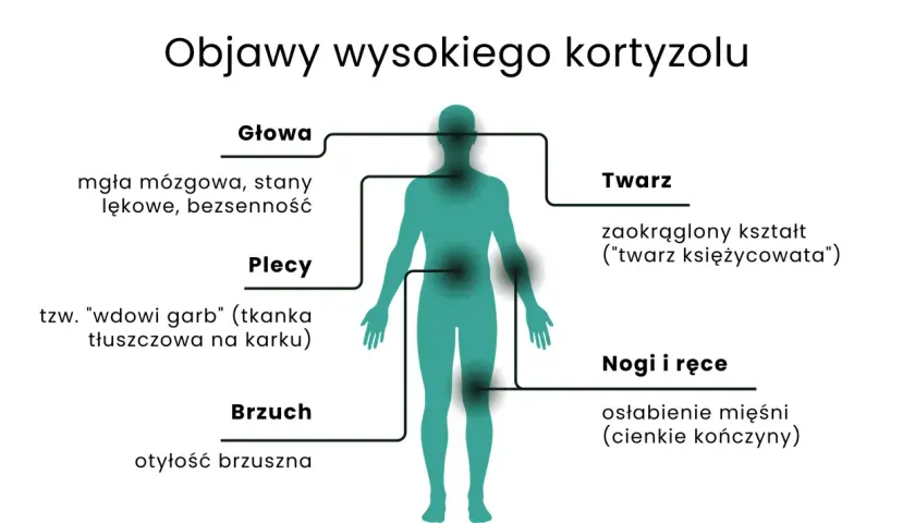 Schemat objawów wysokiego kortyzolu: mgła mózgowa, "twarz księżycowata", "wdowi garb", otyłość brzuszna, osłabienie mięśni.