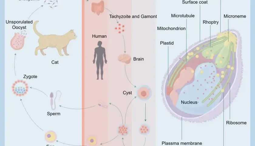 Cykl życiowy Toxoplasma gondii, od kota do człowieka, gdzie może powodować toksoplazmozę. Objawy mogą obejmować zmiany w mózgu.