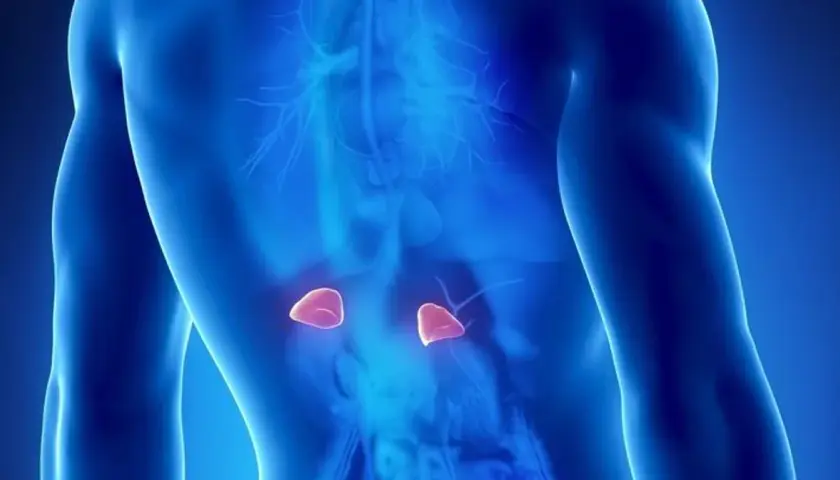 Anatomical illustration showing the human torso with highlighted nadnercza, located above the kidneys.