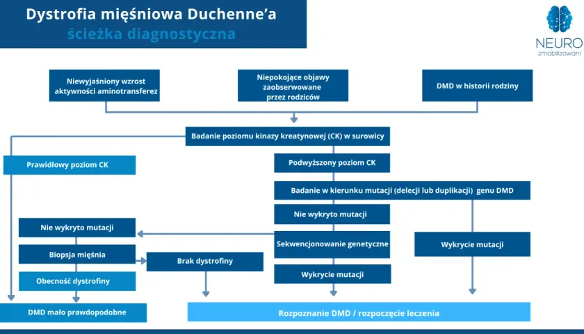 Schemat diagnostyczny dystrofii mięśniowej Duchenne'a (DMD). Analiza objawów, poziomu CK, biopsji mięśnia i badań genetycznych prowadzi do rozpoznania.