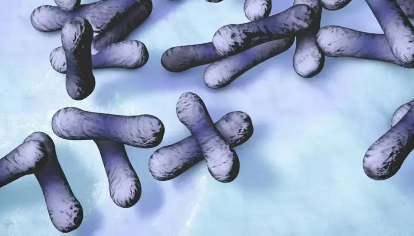 Bakterie Corynebacterium diphtheriae, wywołujące błonicę. Objawy mogą być groźne.