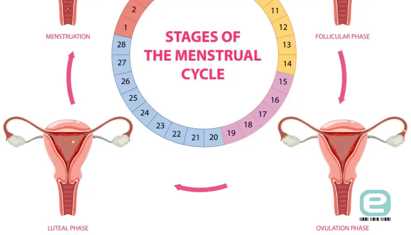 Cykl menstruacyjny: faza lutealna, owulacja, faza folikularna i menstruacja. Schemat przedstawia narządy rozrodcze i etapy cyklu.