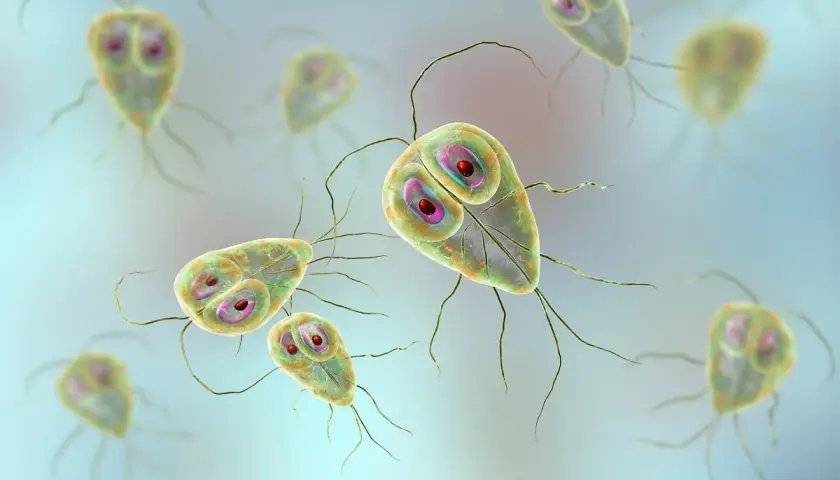 Trophozoity lamblii, pasożyty wywołujące lambliozę. Objawy mogą obejmować bóle brzucha i biegunkę.