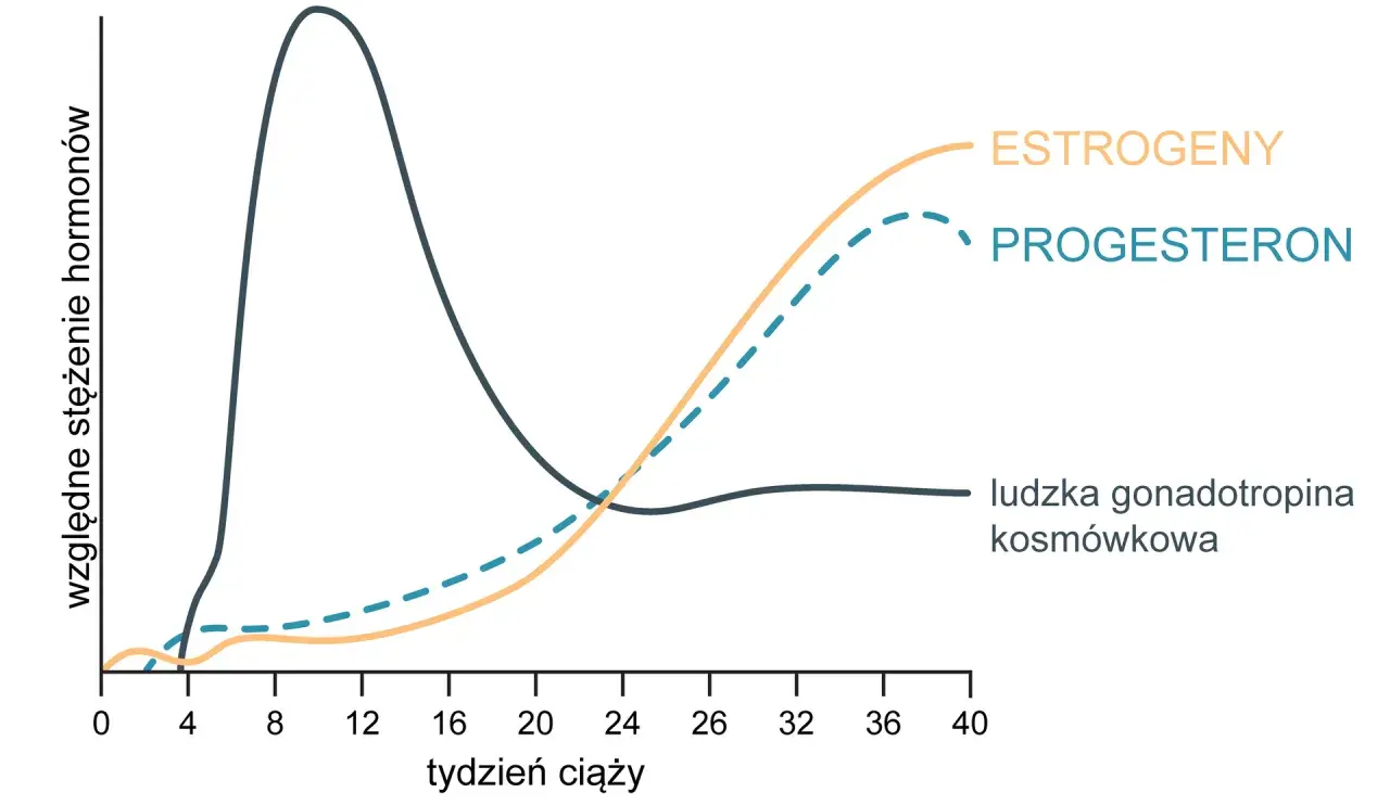 Wykres pokazuje zmiany stężenia hormonów w ciąży. Progesteron, estrogeny i hCG zmieniają się w czasie.