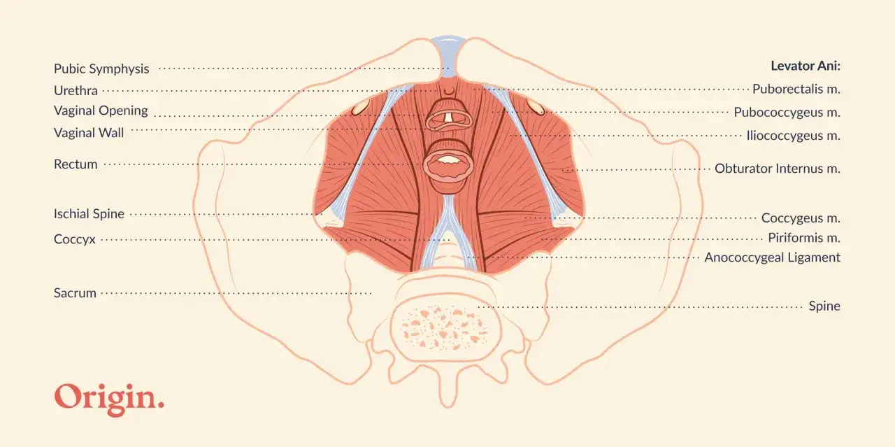 Anatomia miednicy z widocznymi mięśniami dna miednicy, w tym dźwigaczem odbytu, kością łonową i kością ogonową.