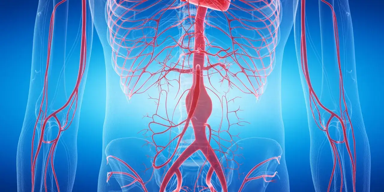 Widok anatomiczny układu krwionośnego z widoczną tętniącą aorta brzuszna, otoczoną licznymi naczyniami.