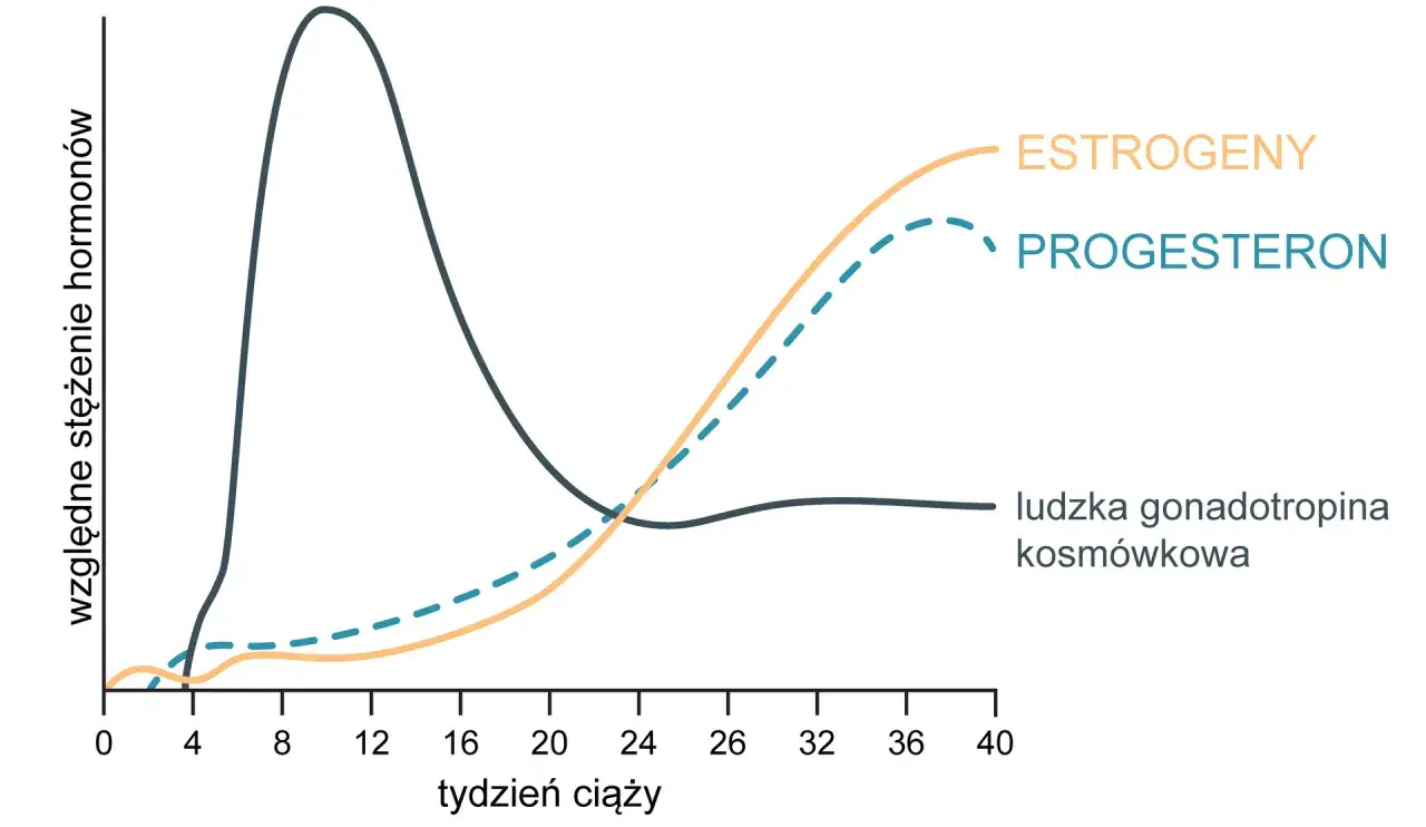 Wykres pokazuje zmiany stężenia hormonów w ciąży. Progesteron, estrogeny i gonadotropina kosmówkowa zmieniają się w zależności od tygodnia ciąży.