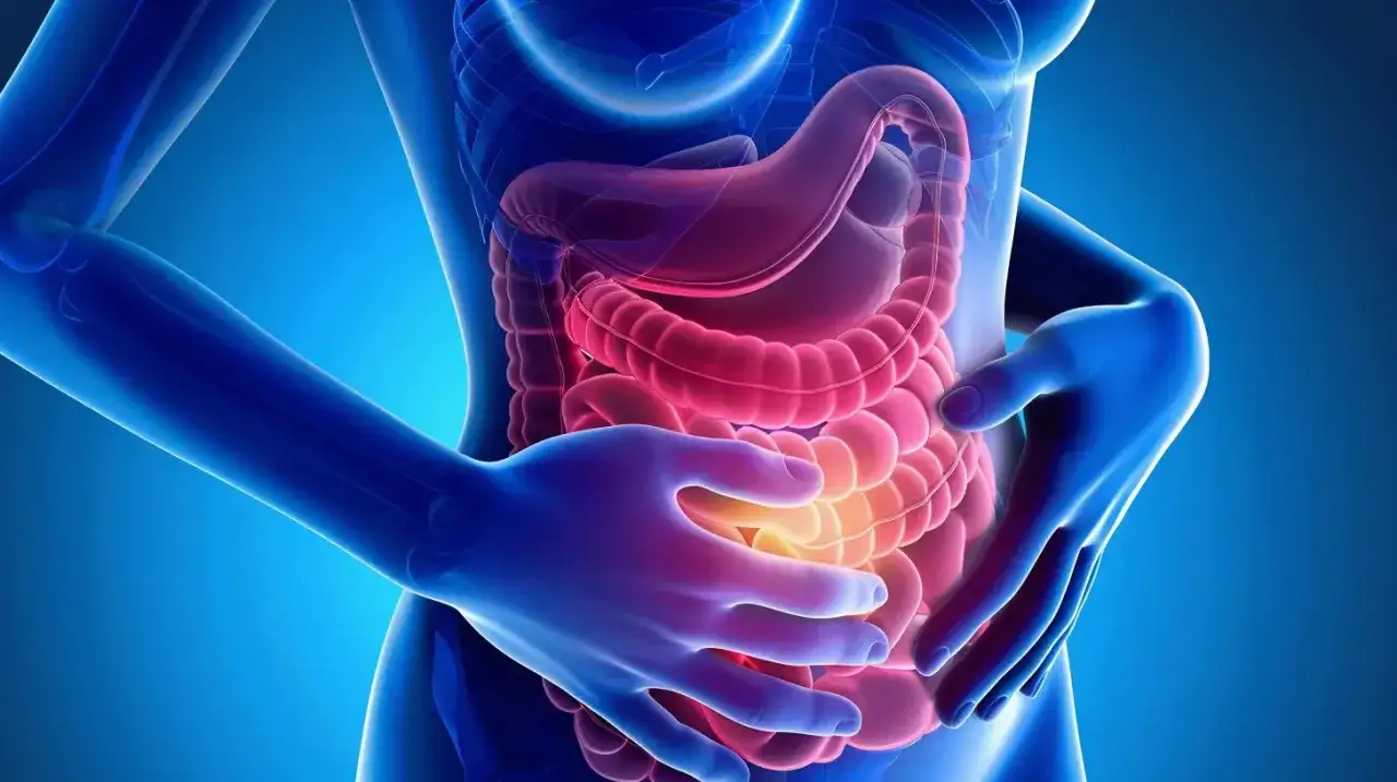 Anatomical illustration of the human digestive system, highlighting the intestines. A hand is placed on the abdomen, suggesting discomfort or pain, possibly indicating a skręt kiszek.