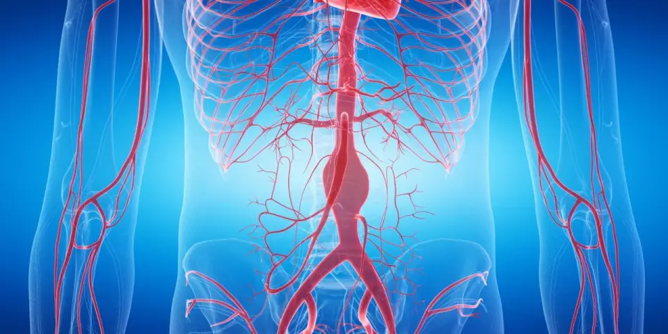 Aorta brzuszna - anatomia, tętniak i profilaktyka. Sprawdź!